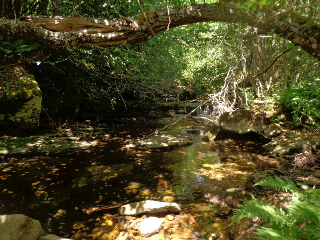 Cauce sombreado por la vegetación de ribera en la reserva natural fluvial Alto Rubagón