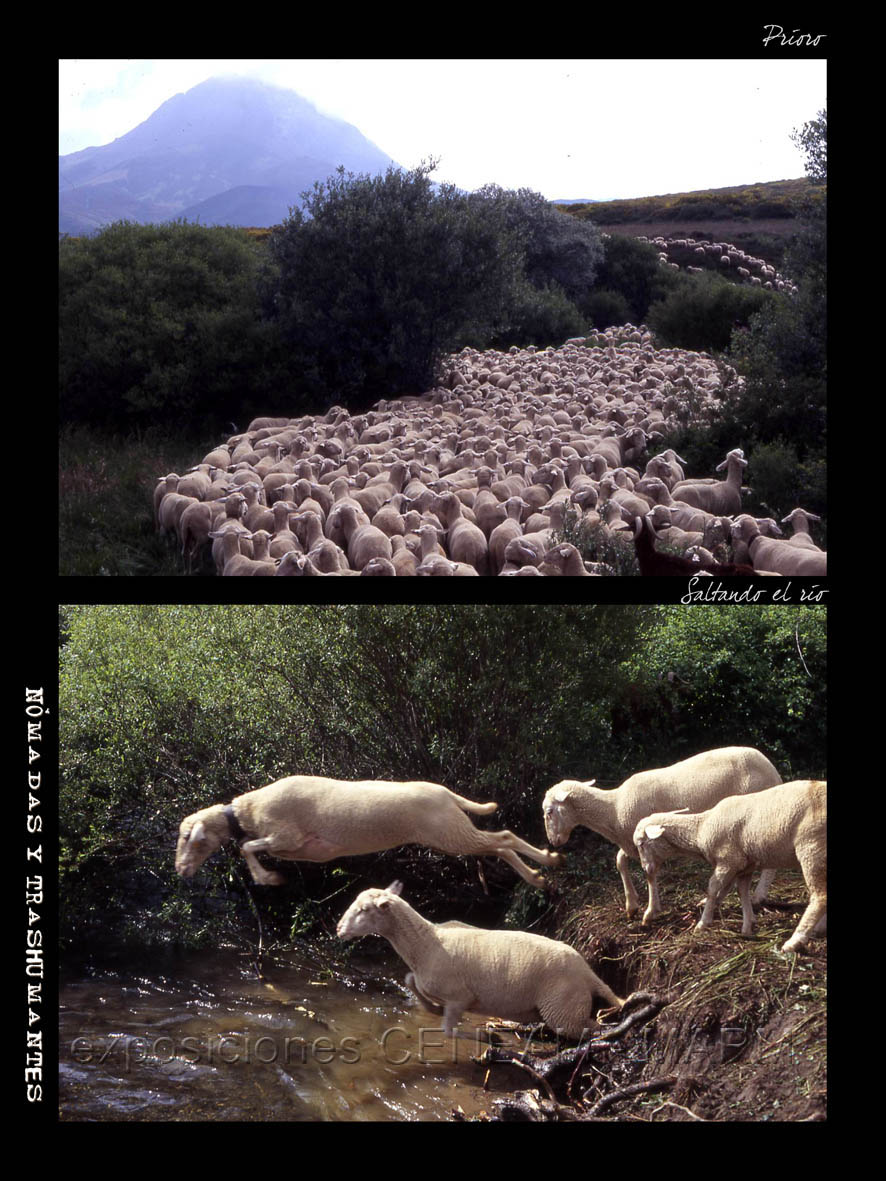 Dos fotos, una de un rebaño y otra de unas ovejas saltando un riachuelo