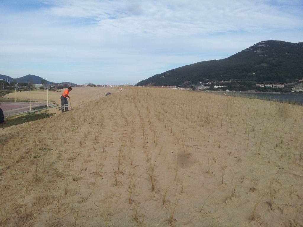 Plantación de refuerzo en las dunas del puntal de Laredo (Durante las obras)