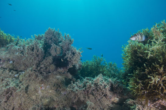 – 6m. En la parte derecha, entre el bosque de algas pardas (Dictyoteris polypoides), asoma una vaqueta (Serranus scriba) y en la parte central izquierda dos erizos comunes (Paracentrotus lividus) y una esponja del género Ircinia.