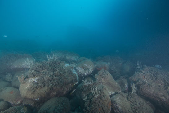 –10m. En la parte exterior del tajo vuelven los grandes bloques de piedra. Nadando entre ellos se observan diferentes especies de peces: mojarras(Diplodus vulgaris) y salmonetes (Mullus surmuletu).