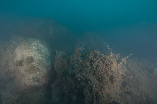 –15m. El transecto continúa con grandes bloques de piedra hasta unos 25 m de profundidad, pero la escasa visibilidad del agua impidió la toma de fotografías.