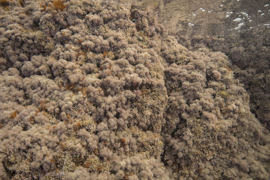 0m. Las algas rojas predominan en el mediolitoral inferior.