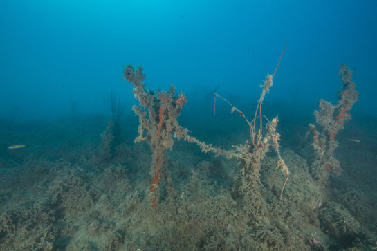 –17m. Las gorgonias se encuentran cubiertas por multitud de organismos. Entre las dos del centro se ve un trozo de sedal de pesca.