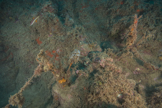 –21m. En este caso sólo queda la parte inferior, fuertemente epifitada, de dos colonias de Ellisella paraplexauroides, posiblemente arrancadas por hilos de pesca, de los que se pueden observar varios fragmentos.