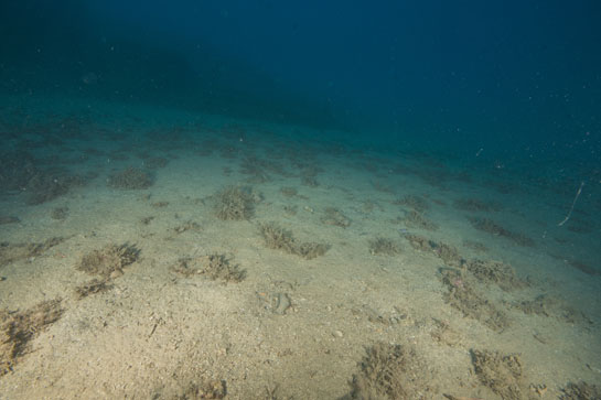–23m. A esta profundidad finaliza el fondo rocoso, al fondo se ve la plataforma que da nombre al transecto.