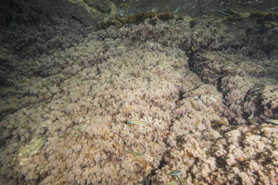 –1m.  Un grupo de fredis (Thalassoma pavo) nadan sobre “el bosque” de Haliptilon virgatum, alga roja que se desarrolla entre 0 y 2 m. de profundidad.