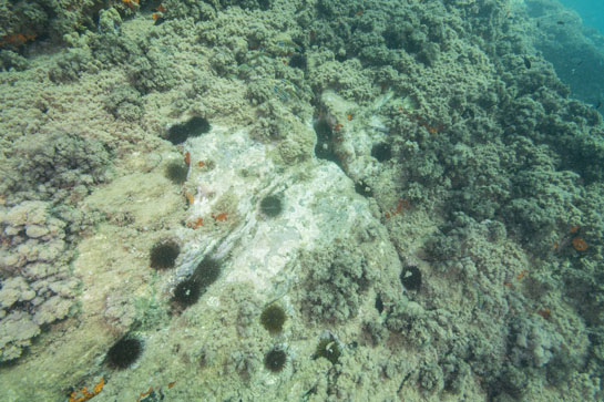 –4m. En la parte central de la imagen vemos una pequeña comunidad de Algas Calcáreas y Erizos rodeada entre otras por el alga parda Halopteris scoparia.