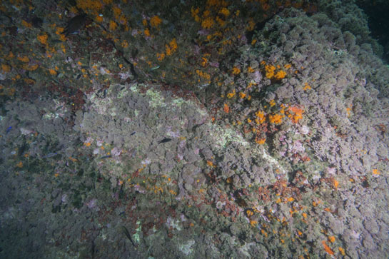 –5m. La verticalidad, es este tramo del transecto, permite la presencia de algas rojas del género Peyssonnelia, junto al coral naranja, Astroides calycularis, y el alga verde, Flabellia petiolata.