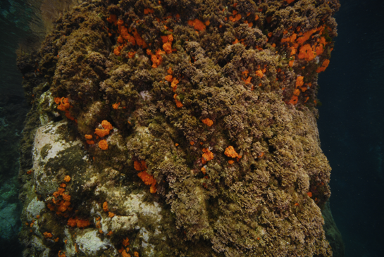 -1m. La verticalidad de estos primeros metros del transecto posibilitan el desarrollo del coral naranja  Astroides calycularis. 