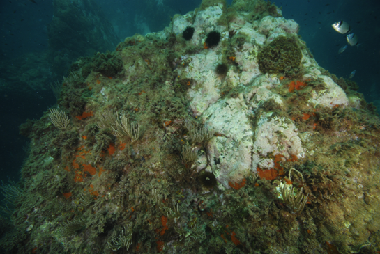 -6m. En  la parte superior derecha observamos una colonia del coral Oculina patagonica y justo a su derecha un grupo de mojarras Diplodus vulgaris.
