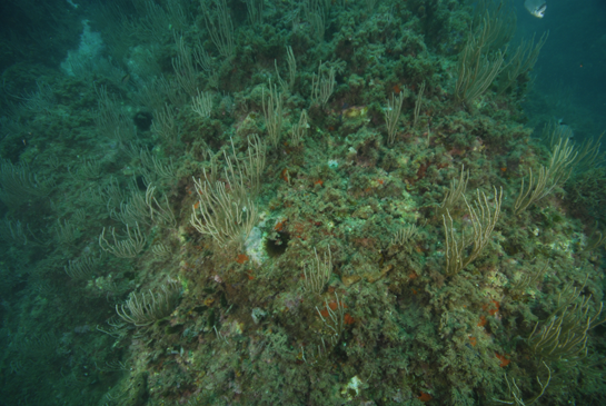 -9m. Las colonias de la gorgonia blanca Eunicella singularis sobresalen de un fondo cubierto de algas. Entre las esponjas se puede observar algún ejemplar de Chondrosia reniformis, cuyo color pardo-verdoso es debido a cianobacterias simbióticas.