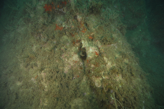 -13m. En la parte central de esta fotografía se observan zonas con algas rojas incrustantes debido al ramoneo de los erizos.