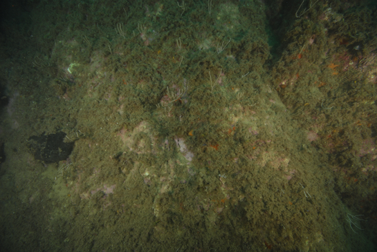 -14m. La esponja de color negro Sarcotragus spinosulus destaca en la parte izquierda de la fotografía.
