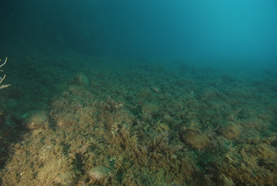-15m. El fondo del tajo está formado por bolos de piedra cubiertos de algas. En la fotografía podemos ver, en primer plano,  algas invasoras del género Asparagopsis.