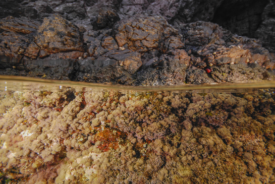 Solamente unas pocas especies de animales, en su mayoría moluscos y crustáceos, soportan las duras condiciones que se dan en los pisos supralitoral y mediolitoral superior.  En la fotografía se pueden apreciar varios ejemplares del molusco gasterópodo Phorcus turbinatus y un tomate de mar Actinia equina
