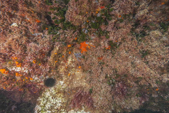-2 m. Entre diferentes especies de algas se pueden observar esponjas rojas, la esponja de color azulado Phorbas tenacior y el erizo negro Arbacia lixula. Las manchas verdes corresponden al alga Flabellia petiolata y en la parte inferior crecen algas invasoras del género Asparagopsis. 
