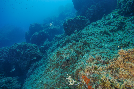 -15m. Las algas siguen predominando sobre el fondo rocoso, con la excepción de alguna gorgonia que sobresale entre ellas.