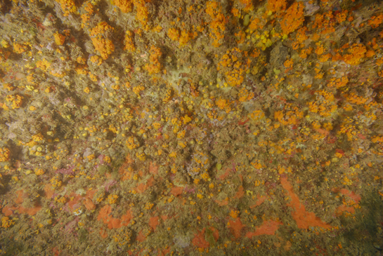 -22m. Diferentes especies de esponjas, entre las que destacan las rojas (posiblemente Cambre cambre o  Hymeniacidon perlevis) y los corales Astroides calycularis y Leptosammia pruvoti llenan de color a este extraplomo.