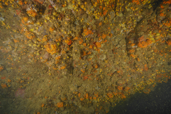 -25m. Fijándonos con atención podremos observar, en el centro de la imagen, el opistobranquio de color naranja Berthellina edwardsi.