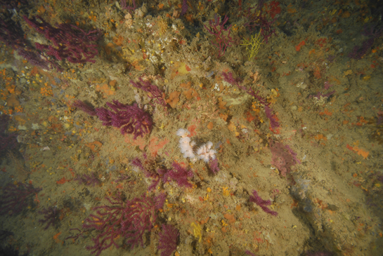 -28m. La gorgonia Paramuricea clavata y el coral amarillo Dendrophyllia ramea son animales suspensívoros, se alimentan de la materia orgánica que hay en suspensión en la columna de agua y que es arrastrada por las corrientes.