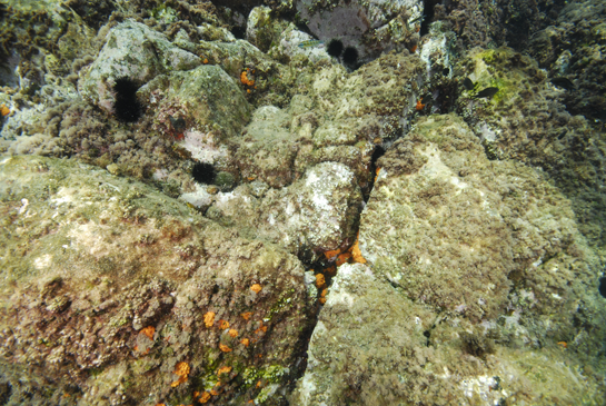 -1m. El ramoneo de los erizos deja amplias zonas despejadas en donde sólo se desarrollan algas rojas incrustantes. En las grietas se pueden ver algunas colonias del coral naranja Astroides calycuralis.