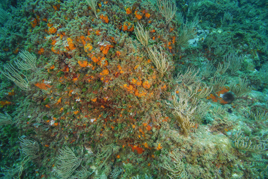 -9m. En la imagen se aprecia el color verde del alga Flabellia petiolata.