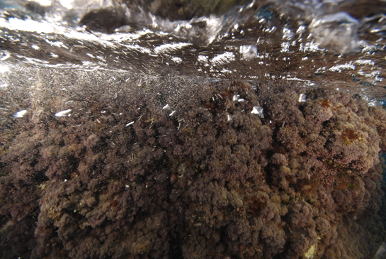 0m. En el piso mediolitoral inferior y parte superior del infralitoral predominan las algas Corallina elongata y Jania rubens.