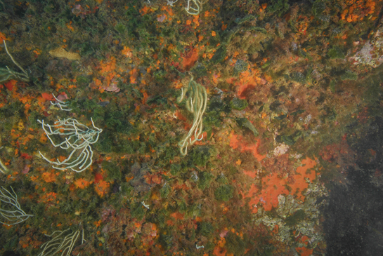 -14m. Los invertebrados, Eunicella singularis y Astroides calycularis, compiten por el sustrato con el alga verde Flabellia petiolata y diferentes especies de algas rojas.