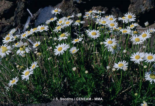 La margarita del Teide (Argyranthemum teneriffae) vive exclusivamente en el parque, entre la grietas de las rocas, desde los 1900 metros hasta los 3.600.