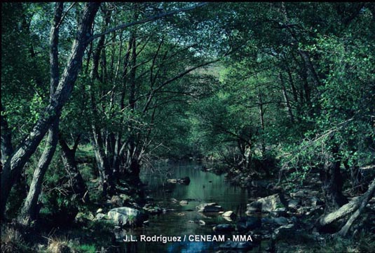 Los arroyos, con sus bosques de alisos (Alnus glutinosa) constituyen un ecosistema esencial para el desarrollo de muchas especies.
