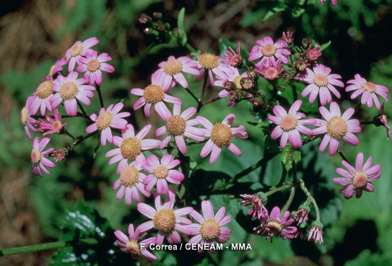 La arcila (Senecio steezii) es una planta exclusiva de la Gomera, aparece en muchos lugares siempre que haya luz.