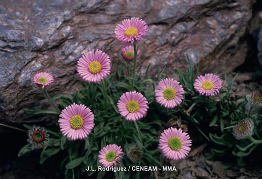 La zamárraga (Erigeron frigidus), es una planta endémica de Sierra Nevada, que vive en suelos pedregosos por encima de los 2.500 metros.
