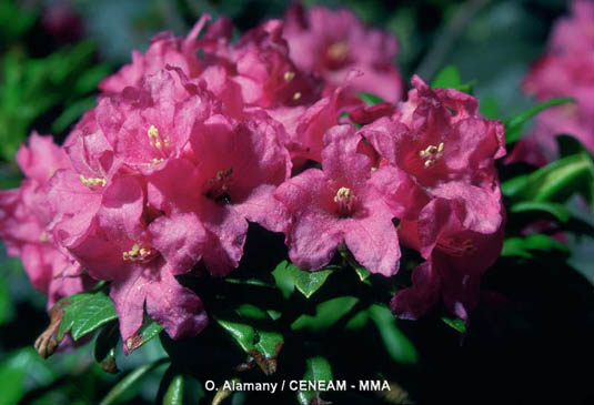 Rododendro (Rhododendron ferrugineum). Arbusto de hoja perenne que forma densos matorrales que crecen a gran altura.