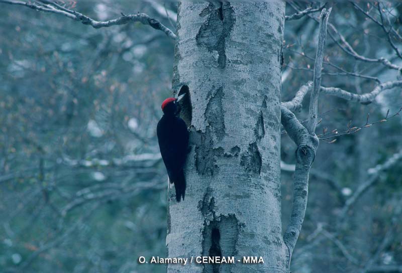 El picamaderos negro (Dryocopus martius) vive especialmente en bosques de árboles viejos ya sean abetos, hayas u otros caducifolios.