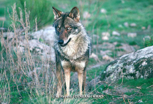 En Picos de Europa, podemos hallar 60 especies de mamíferos diferentes, una de las más emblemáticas es el lobo (Canis lupus).