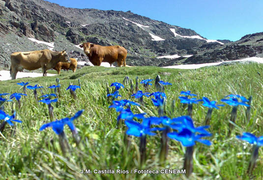 Genciana de Sierra Nevada (Gentiana boryi) y vacas en borreguiles de alta montaña.