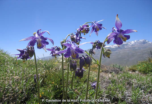 La aguileña de sierra nevada (Aquilegia nevadensis), es una planta tóxica,que vive en praderas húmedas de alta montaña, por encima de los 2.500 metros de altura.