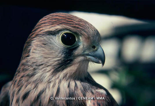 El cernícalo canario (Falco tinnunculus ssp. canriensis), se alimenta fundamentalmente de pajaros pequeños, reptiles e insectos.