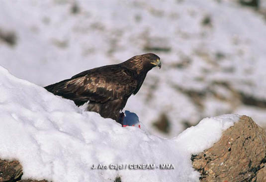 El águila real (Aquila chrysaetos) la más grande y poderosa de nuestras águilas, vive en Sierra Nevada.