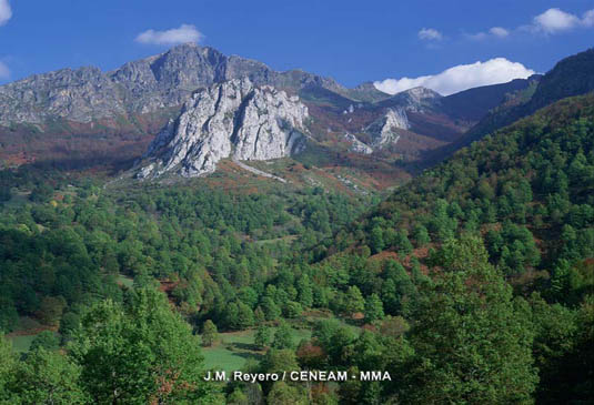 Bosque mixto de hayas (Fagus sylvatica) y robles albares (Quercus petraea) tapizan las laderas montañosas de los Picos de europa.