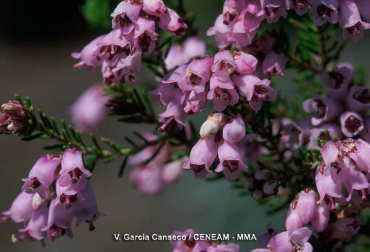 El brezo colorado (Erica australis) florece al principio de primavera sobre suelos pobres y húmedos.