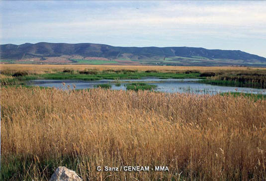 El Parque Nacional de las Tablas de Daimiel es el principal representante de las zonas húmedas interiores peninsulares.