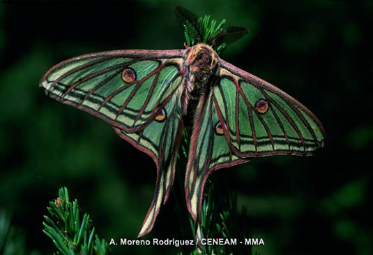 La mariposa isabelina (Actias isabelae) es una bella mariposa nocturna, presente en los pinares de la sierra. Su descubridor el doctor Graells, se la dedicó a la reina Isabel II, de ahí proviene su nombre.