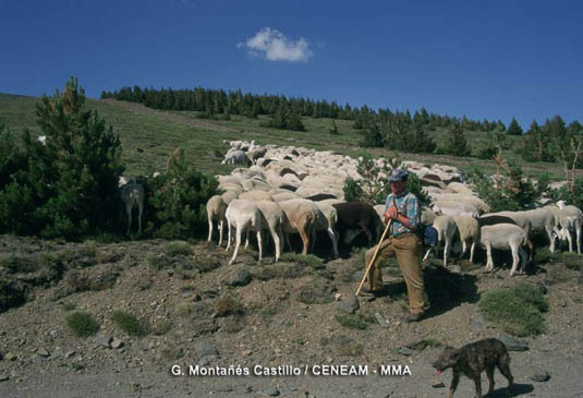 En el entorno de los pueblos de Sierra Nevada, los rebaños de ovejas constituyen un importante aporte económico para sus habitantes.