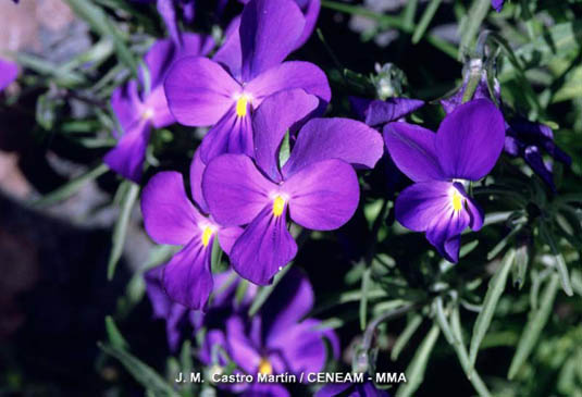 El pensamineto de la cumbre (Viola palmensis) es una planta en peligro de extinción, exclusiva de la isla de La Palma.