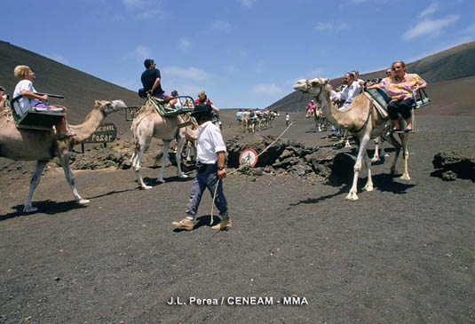 Los visitantes que acuden al Parque Nacional, pueden dar paseos en dromedario, por la ladera sur de la montaña de Timanfaya dentro de un paisaje de lavas y cenizas.