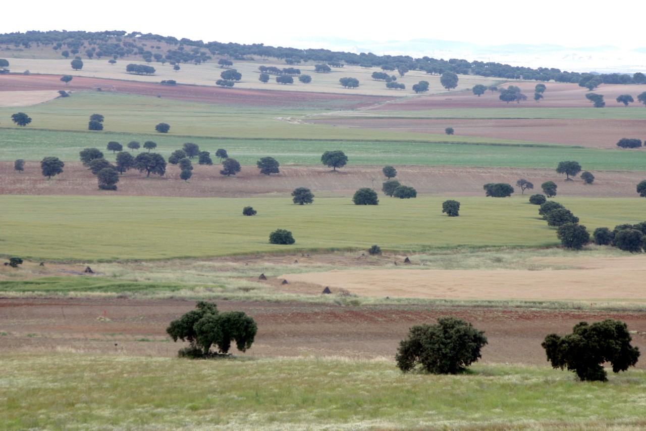Mosaico agrario campo de Montiel. Fotografía: Francisco Guil (MITECO)