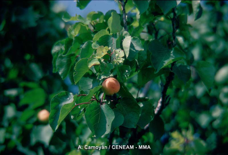 Prunus armeniaca L.