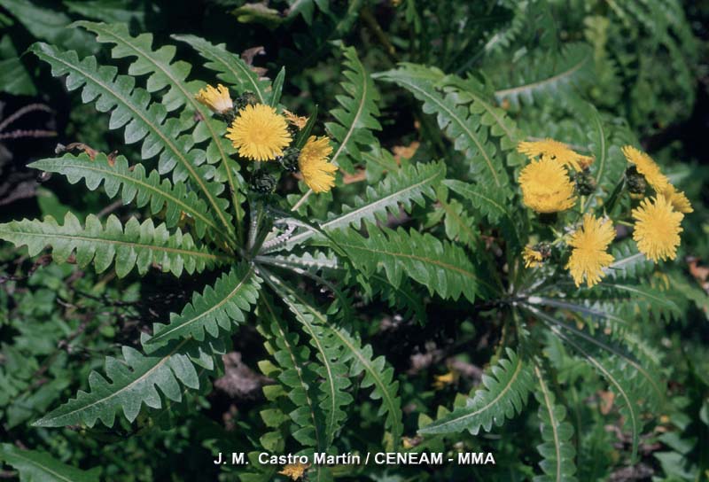 Sonchus hierrensis (Pit.) Boulos